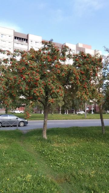 Рябины, ул. Караваевская, Петербург. 5 сентября 2025.
