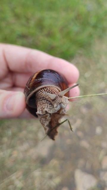 Улитка shorts snail relax stavropol walking nature  meditation rain
