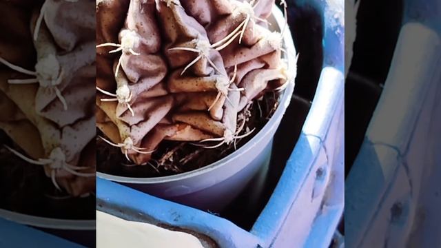 🌵Гимнокалициум Михайловича 🌸