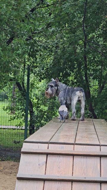 Лок и вороны