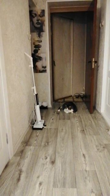 Моя кошечка
