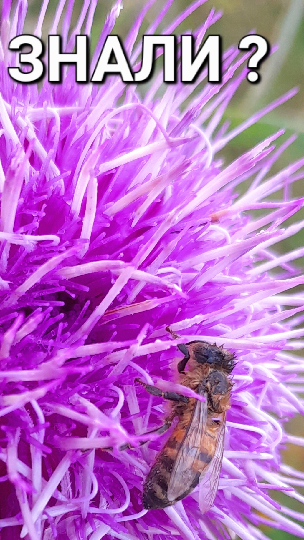 #пчела Замёрзла.