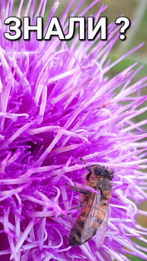 #пчела Замёрзла.
