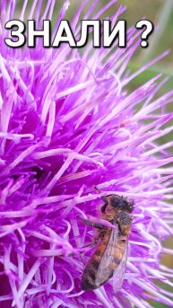 #пчела Замёрзла.