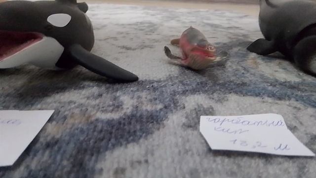 кое подводное животное самое крупное