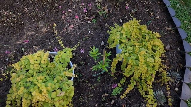 Посадка вереска, прогулка по сентябрьскому саду.
