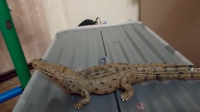 самый большой вид крокодила