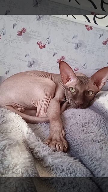 Кот Аватар