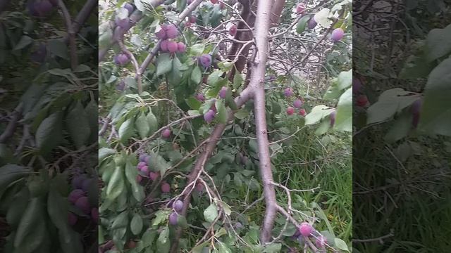 большой урожай сливы
