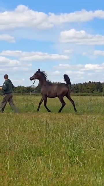 Арабская кобылка супер шоу класса на продажу.