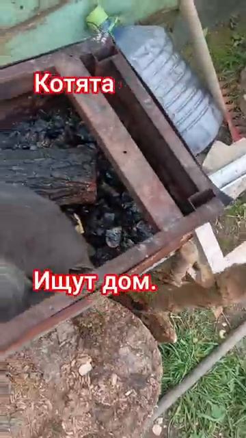 Бездомные котята ищут срочно дом. г. Тула