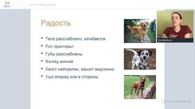 Собака бывает кусачей: как понять что у собаки в голове