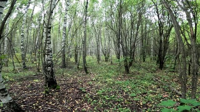 За мохнатыми груздями.