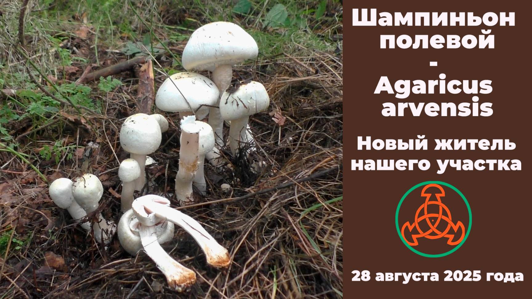 Шампиньон полевой - Agaricus Arvensis. Новый житель нашего участка.