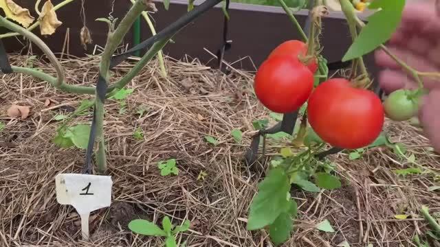 Сбор томатов часть 1 - открытый грунт