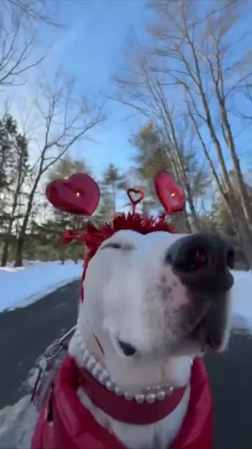 ТАКИЕ СМЕШНЫЕ СОБАКИ))