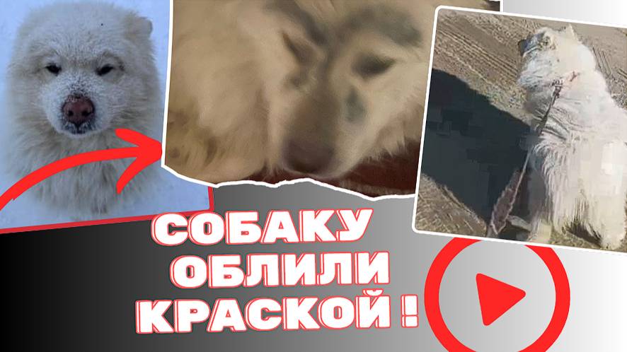 Дважды предали собаку