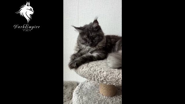 Наша выпускница кошка мейнкун