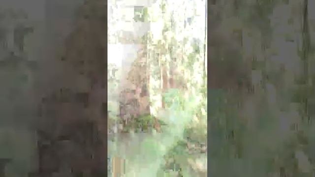 за грибами