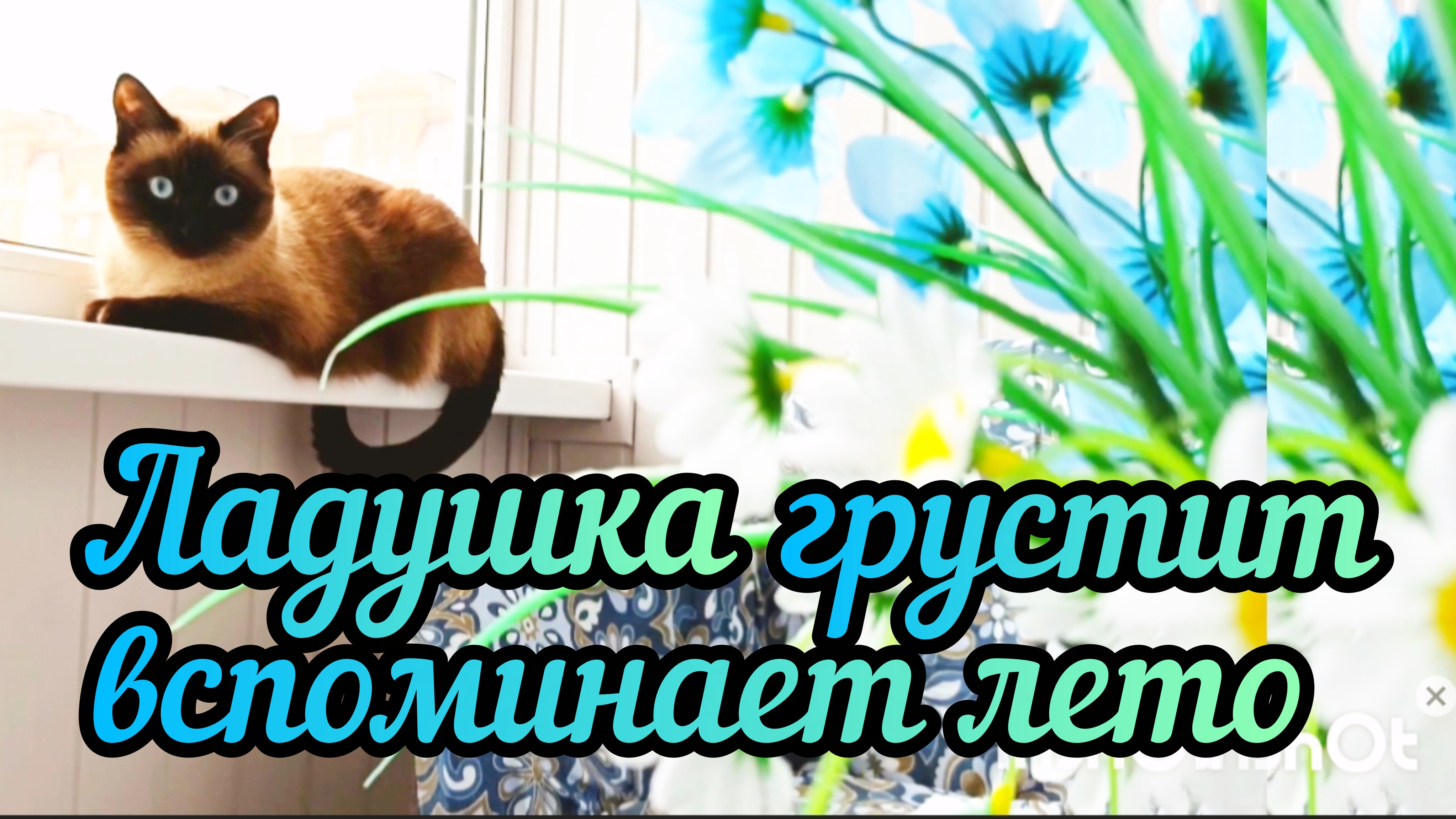 ☀️Кошка🐱Ладушка🌸