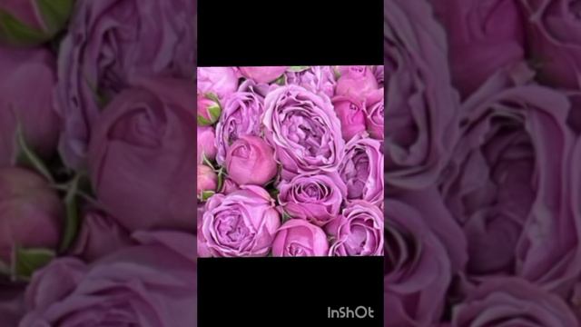 Санкт-Петербург Цветы