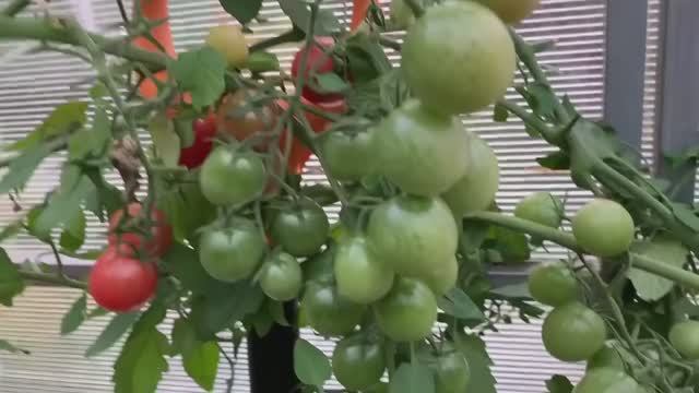 Сбор томатов часть 2 - теплица
