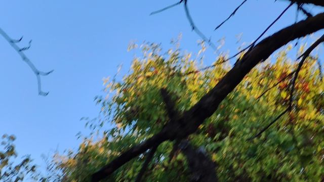 Деревенская природа, гуляем в яблонях