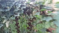 Соседские котята спасаются от зубов Беллы у меня
