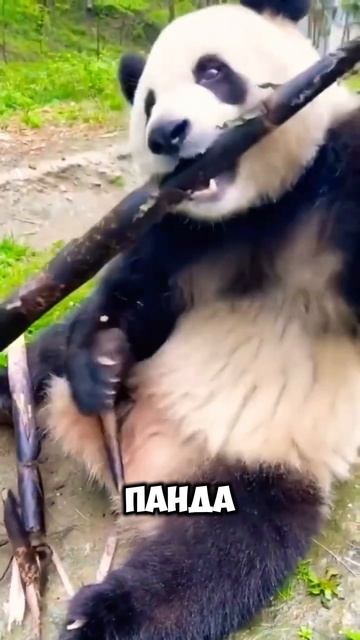Когда панды играют: безумные трюки от пушистых мячиков.#панды #животные смешныевидео