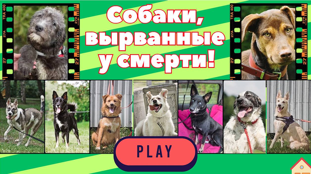 Самые лучшие собаки!