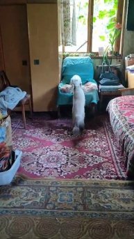 ГОСТИ ПРИШЛИ НА ХАРЧИ