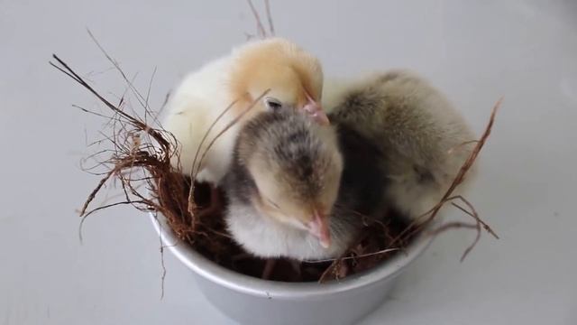 ПТЕНЦЫ