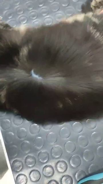 Котик