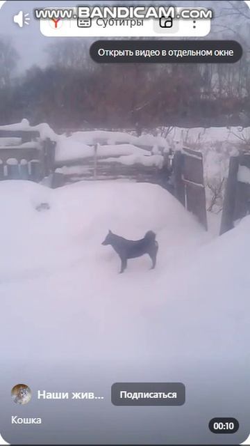 Кошка в снег