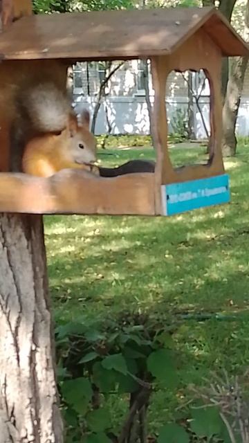 встретили белку