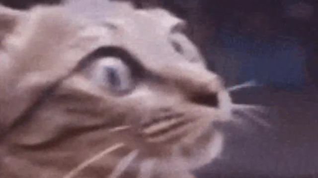 котики и их приключения