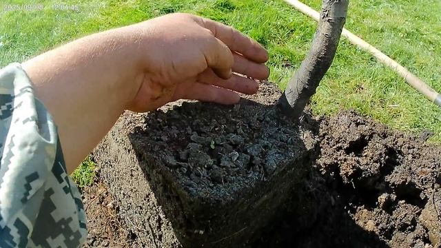 Посадка трёхлетней груши.