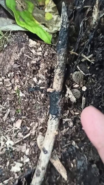Опята пошли. Прогулка с козами🤗