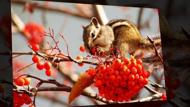 Уходящая осень -  Музыка Сергей Грищук