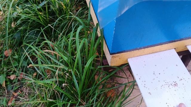 8.09.25. Клещ!!! Восьмые сутки после обработки дымом!!!