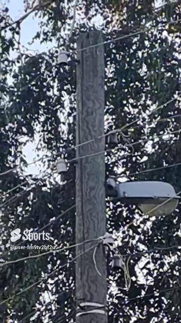 Дятел вуди ведпекер и колонка JBL extremely 3