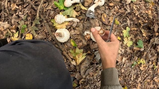 Печёночница и Зонтики! _ ОТец ищет грибы 07.09.25г