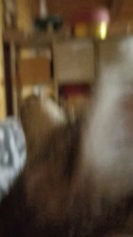 кошка-ласкушка #котики