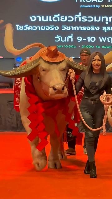 The biggest bull in the world