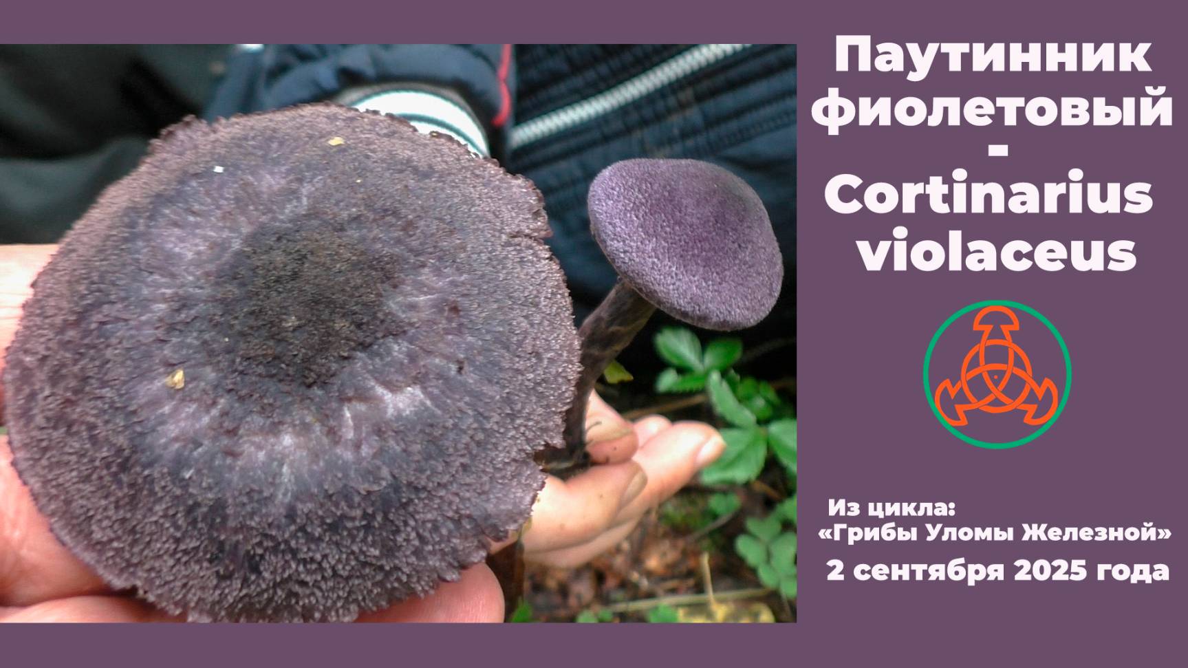 Паутинник фиолетовый - Cortinarius Violaceus. Гриб из Красной книги.