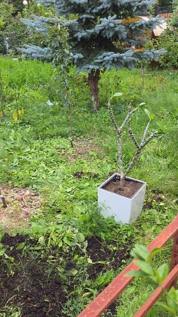 Кумкват, гранат и апельсин возвращаются домой на зимовку
