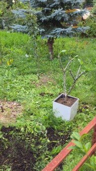 Кумкват, гранат и апельсин возвращаются домой на зимовку