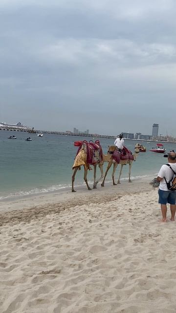 Верблюды на пляже Дубая #дубай #хочуврек