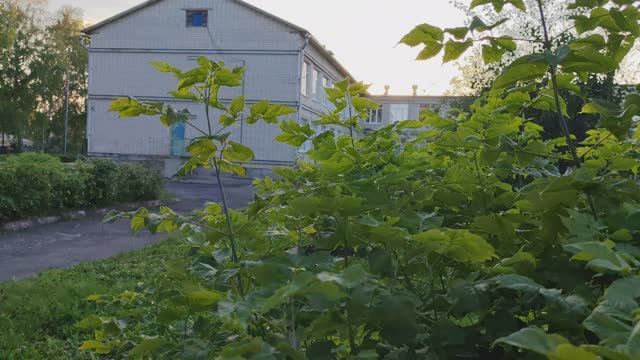 08-09-2025 деревня вечером, закат в деревне