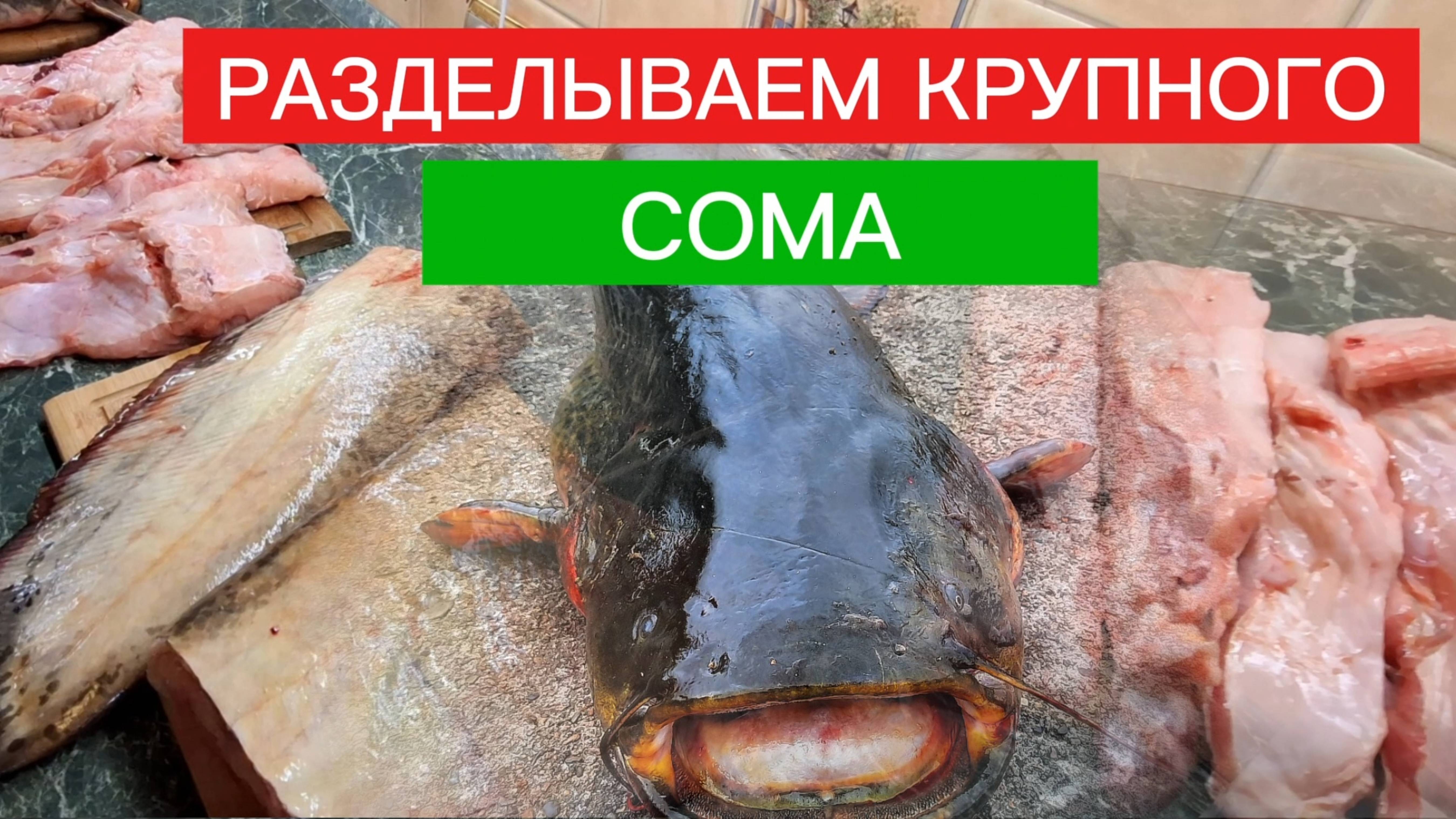 РАЗДЕЛЫВАЕМ крупного СОМА! КАК разделать крупного СОМА.